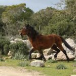 cavallino