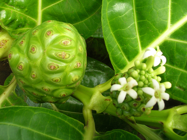 morinda citrifolia