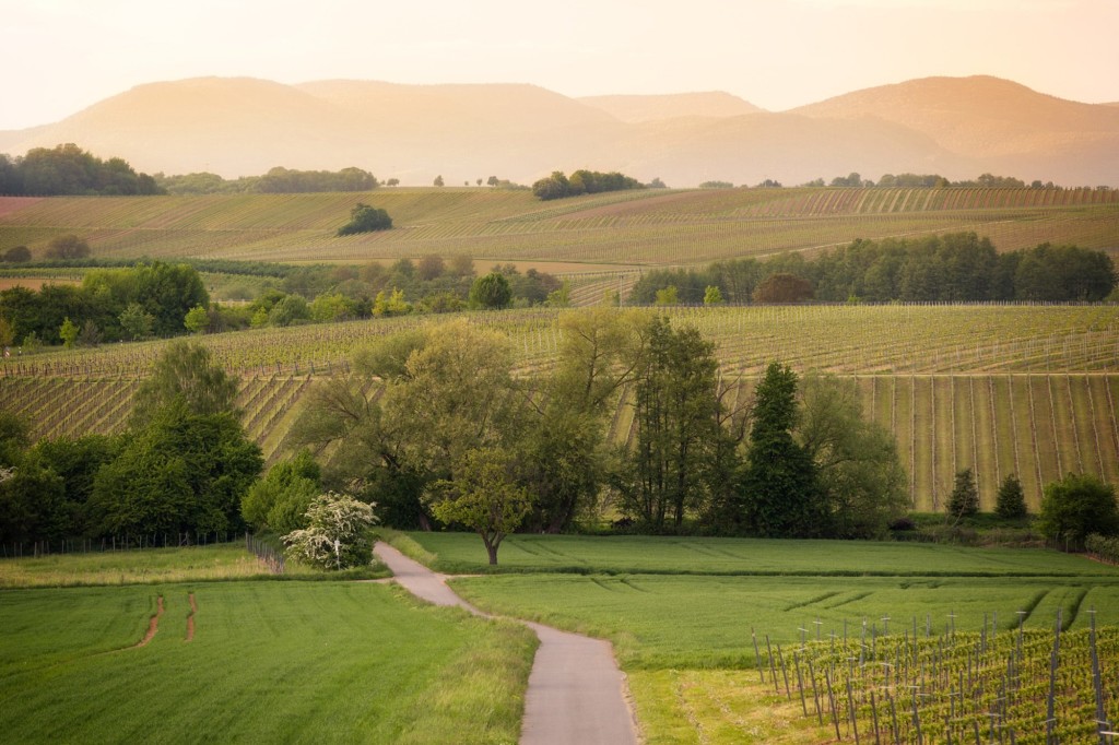 Rheinhessen - HomeToGo