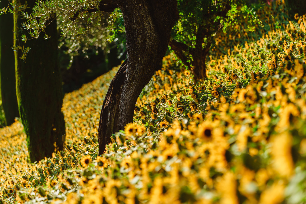 Girasoli ai Giardini di Sissi