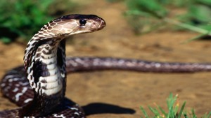 Il serpente, simbolo della tentazione e del peccato.