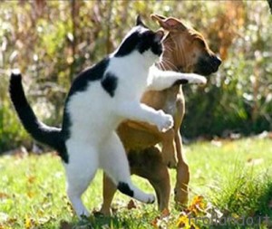 fight