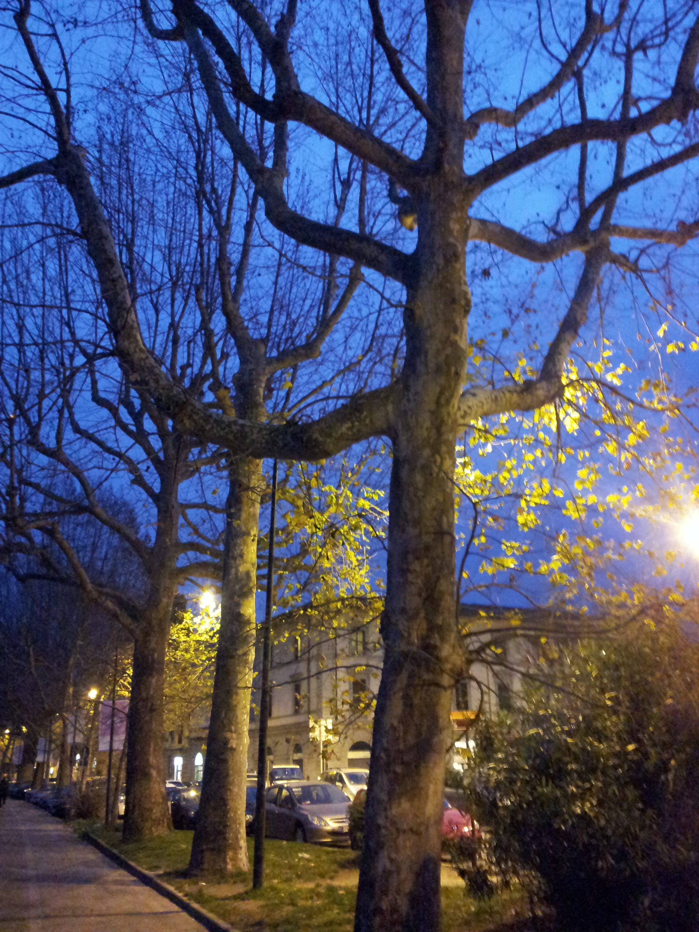 platanus-under-light-RivistaDonna.com