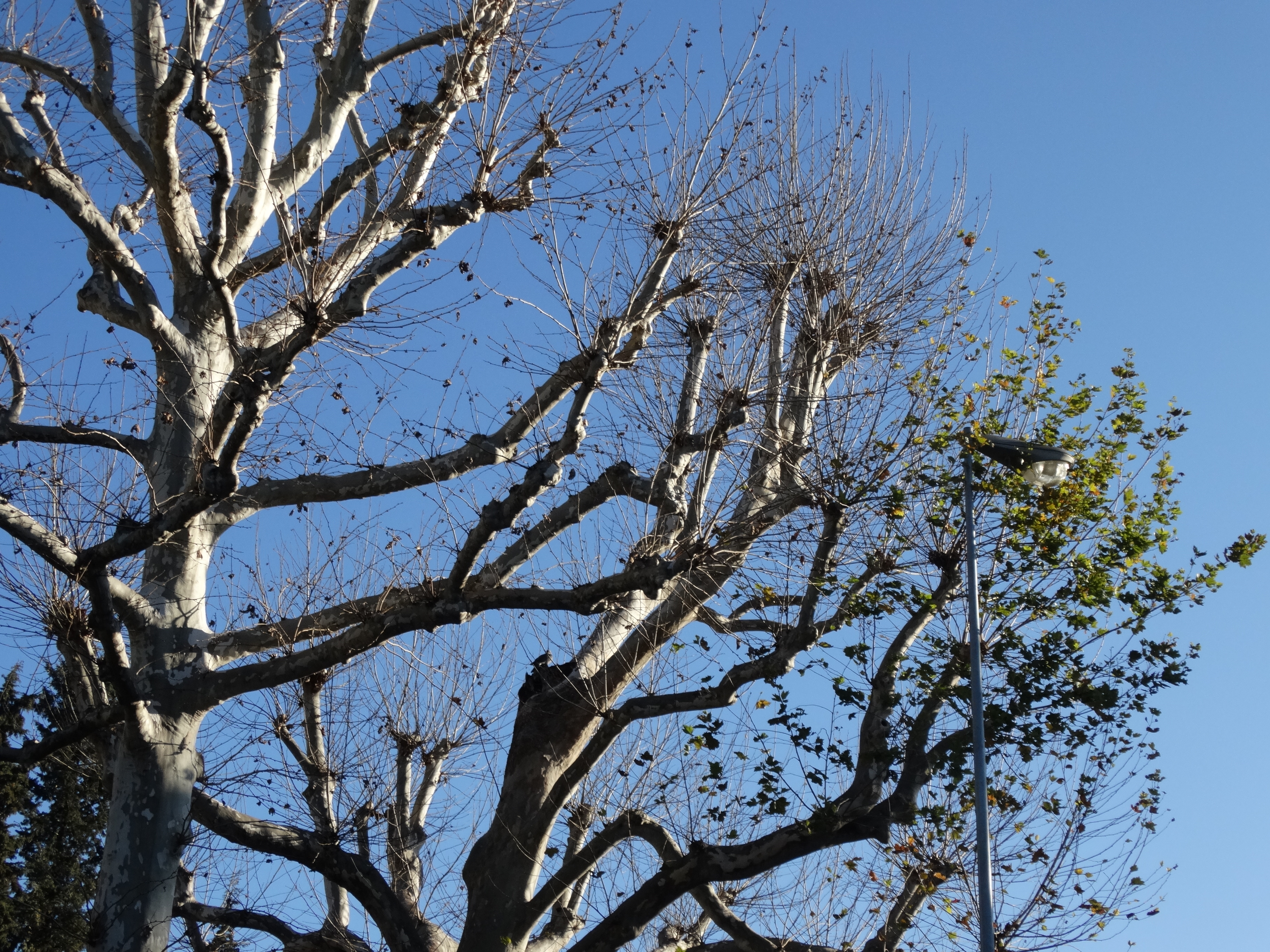 platanus-under-light-RivistaDonna.com