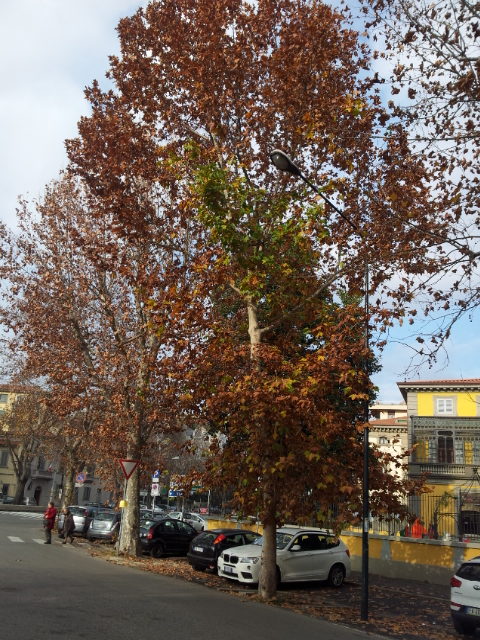 platanus-under-light-RivistaDonna.com