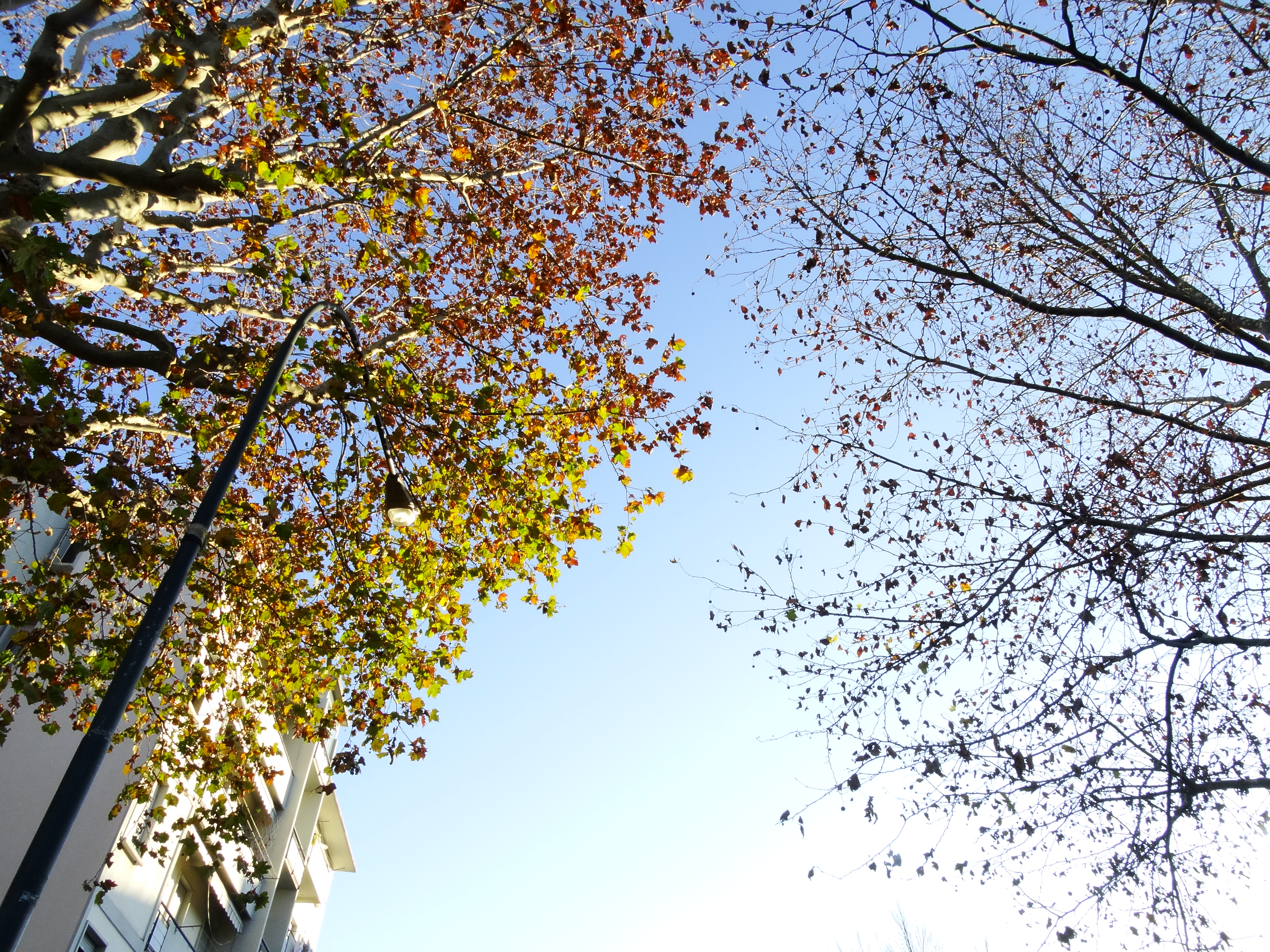 platanus-under-light-RivistaDonna.com