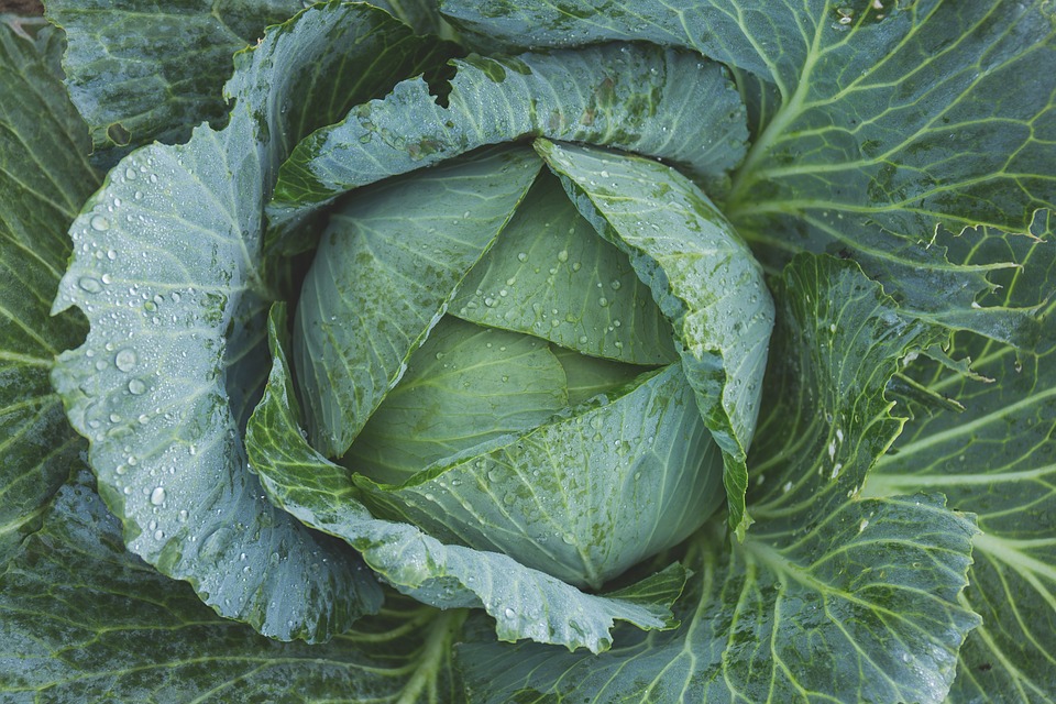 Cavolo-Kale-RivistaDonna.com