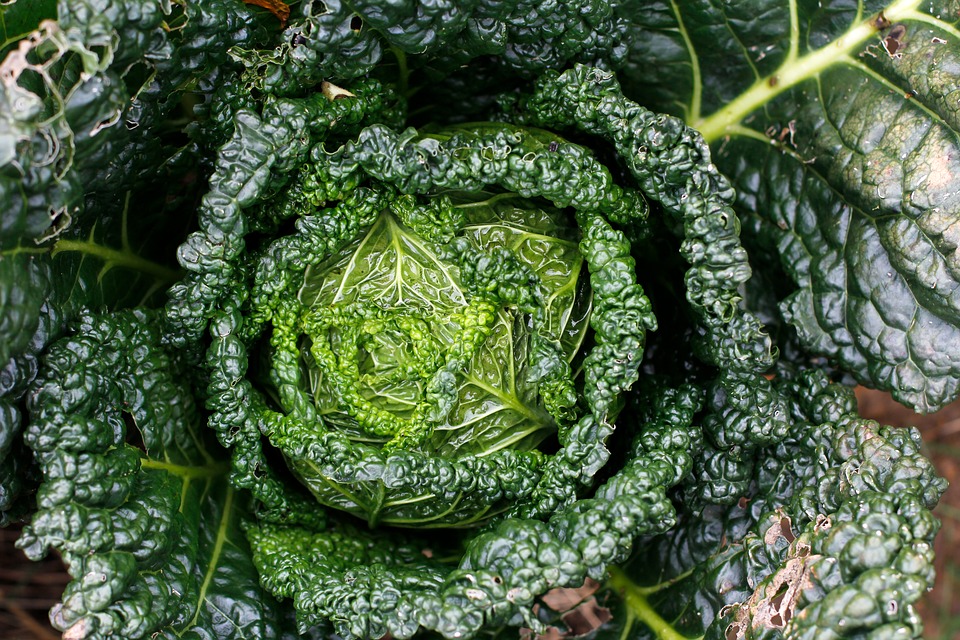 Cavolo-Kale-RivistaDonna.com