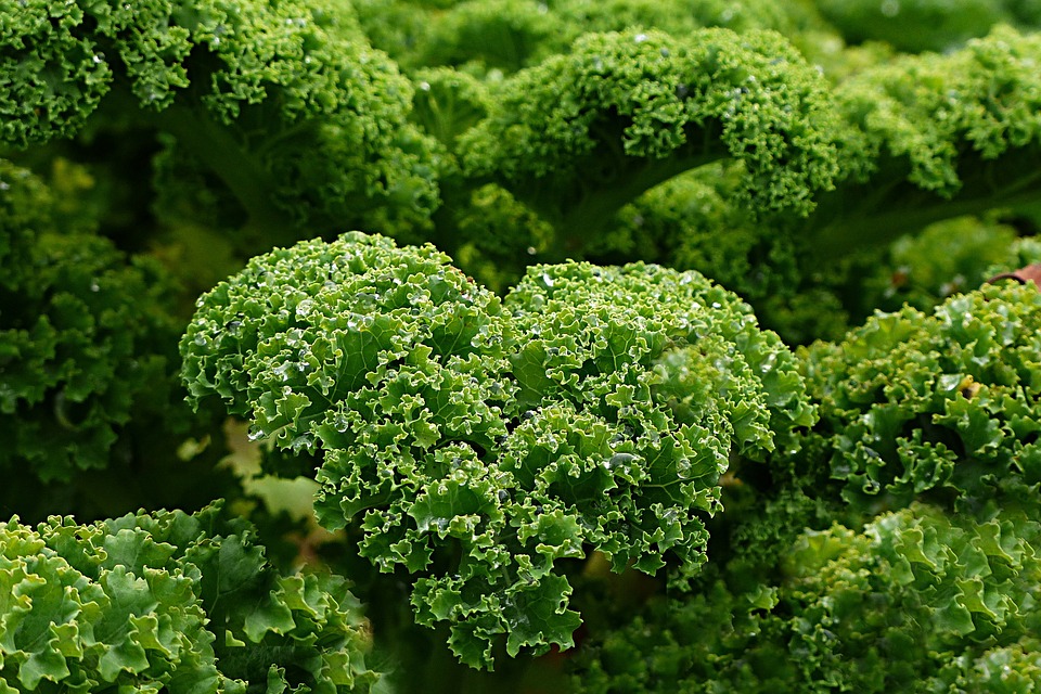 Cavolo-Kale-RivistaDonna.com