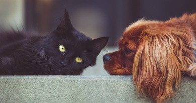Animale-Domestico-RivistaDonna.com