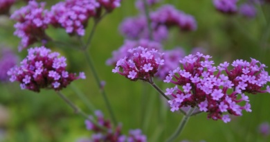 Verbena-RivistaDonna.com