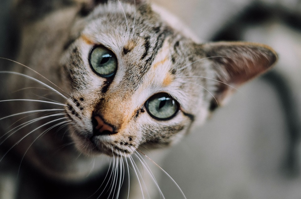 Cani-e-Gatti-RivistaDonna.com
