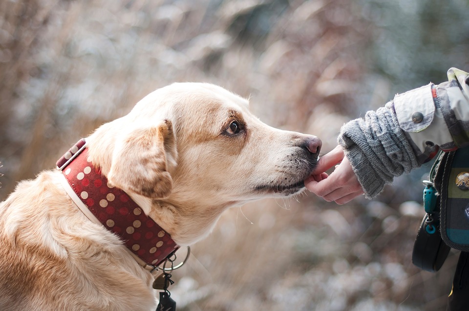 Cani-e-Gatti-RivistaDonna.com