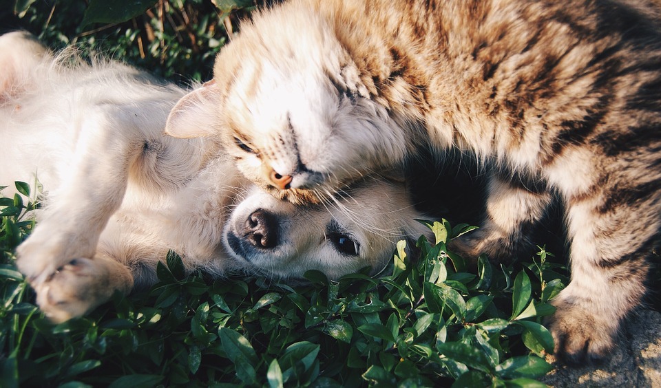 Cani-e-Gatti-RivistaDonna.com
