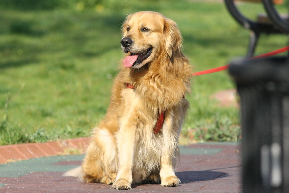 Animali-RivistaDonna.com