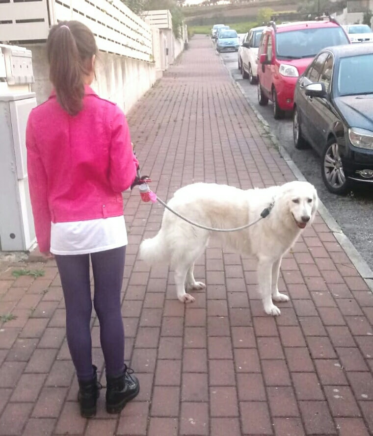 Cani-Finalmente-a-Casa-RivistaDonna.com
