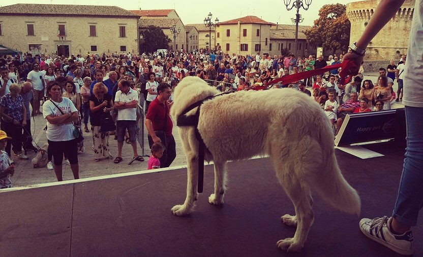Cani-Finalmente-a-Casa-RivistaDonna.com