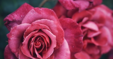 macro-rosa-rivistadonna.com_.jpg